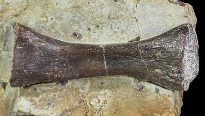 Archeria Toe Bone - Permian Eel-like Amphibian #67824